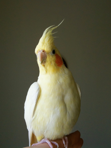 癒しの妖精_c0032056_199089.jpg