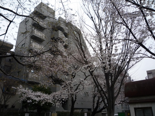 花見の季節_d0061857_18435834.jpg