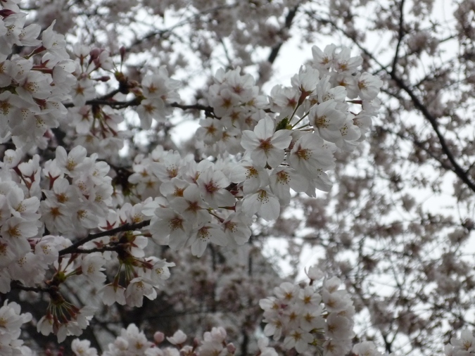 花見の季節_d0061857_1847734.jpg