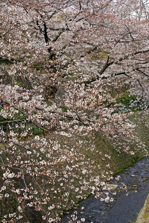 青谷川公園の桜_b0063958_0402589.jpg