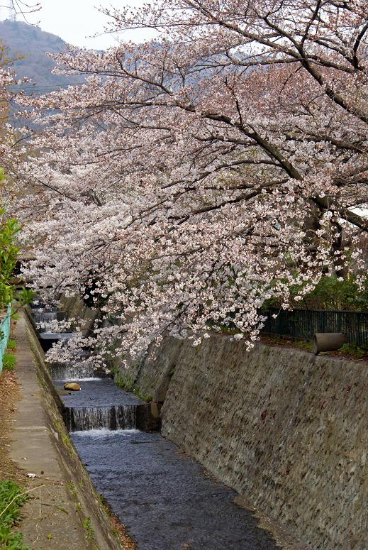 青谷川公園の桜_b0063958_0411770.jpg