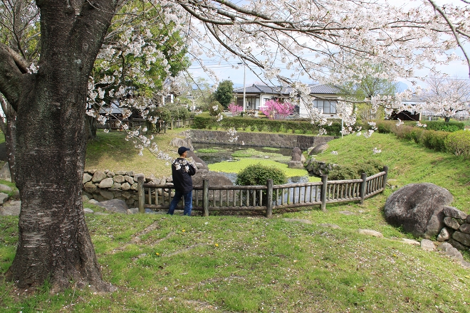 独り占め、いいえ４人占めのお花見　　亀尾城址_b0123359_13341251.jpg