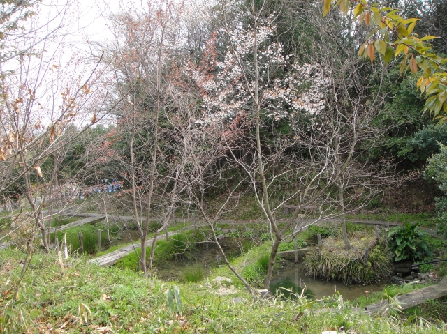 一人作業:ササユリの道作り継続 by (TATE-misaki)_c0108460_2012549.jpg