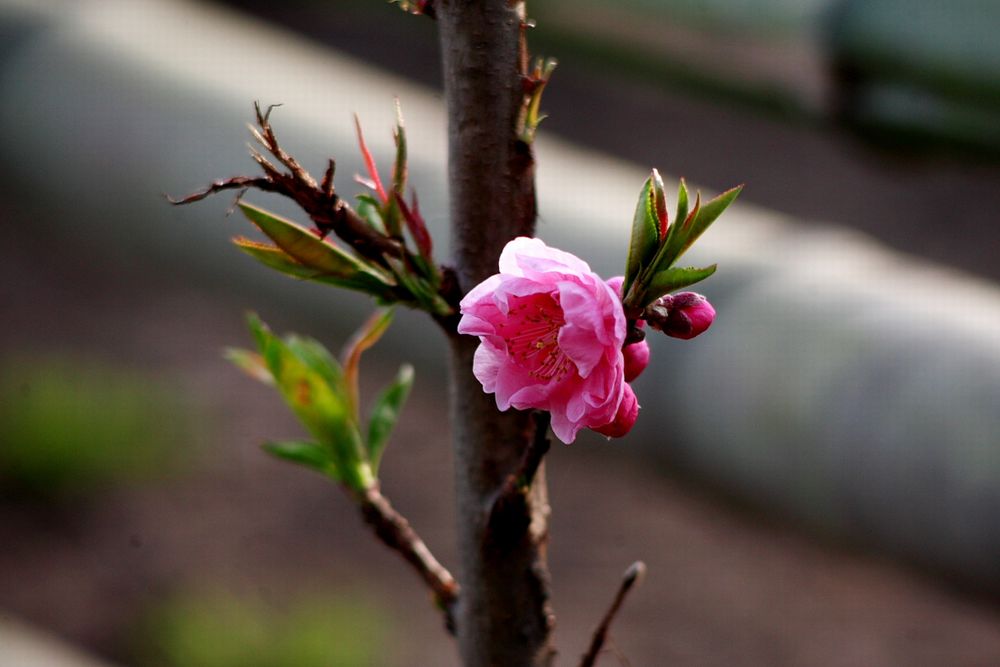 Plum tree and peach 0320_c0193660_18173879.jpg