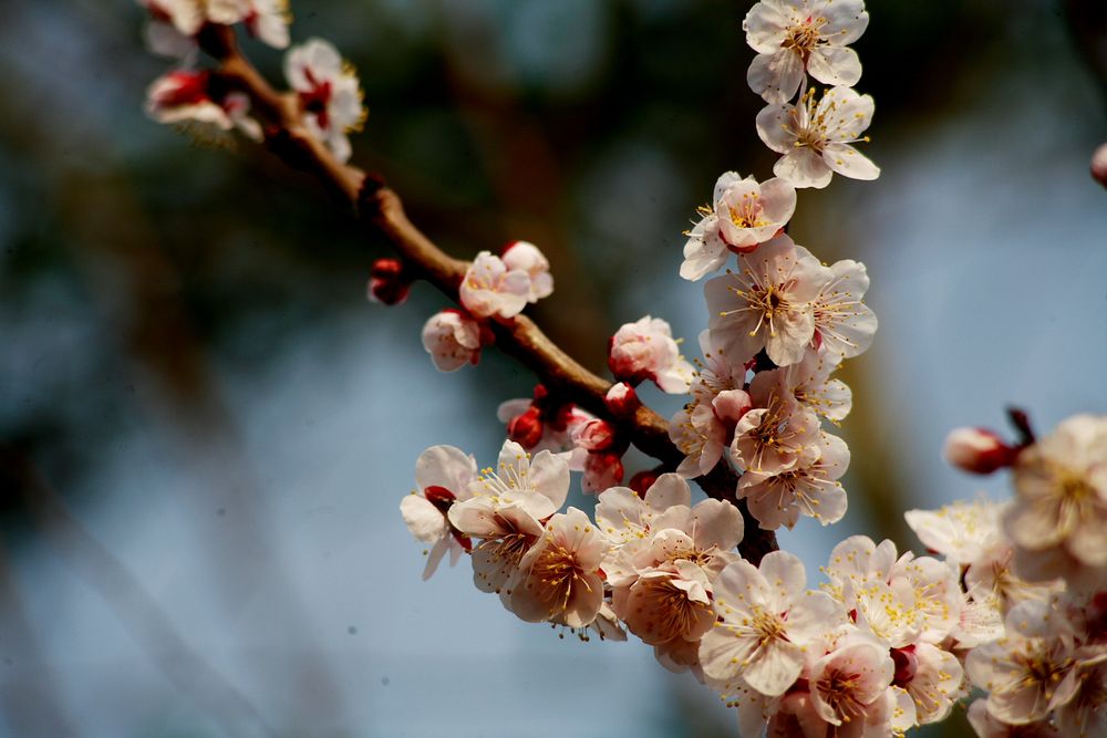 Plum tree and peach 0320_c0193660_18174884.jpg