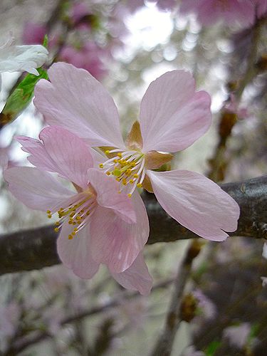お江戸　上野恩賜公園のお花見　と　ふるさとの桜餅。。。 *。:☆.。† _a0053662_21185415.jpg