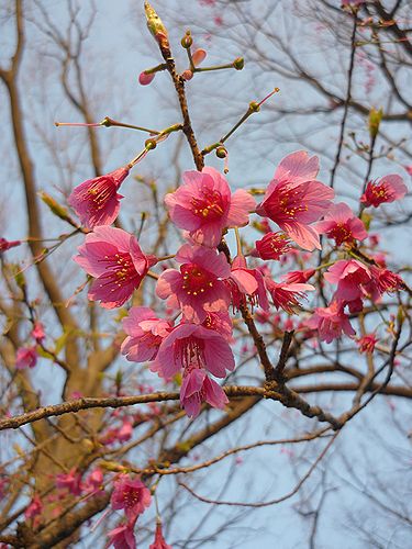 お江戸　上野恩賜公園のお花見　と　ふるさとの桜餅。。。 *。:☆.。† _a0053662_21202366.jpg