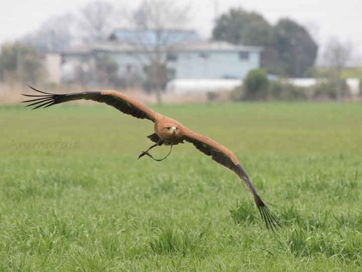 Sky Trials in Japan 2010 - サメイロイヌワシ_a0160063_23315186.jpg