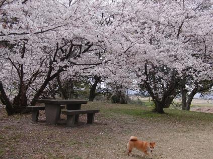 はるちゃんと花見_b0150665_2214999.jpg