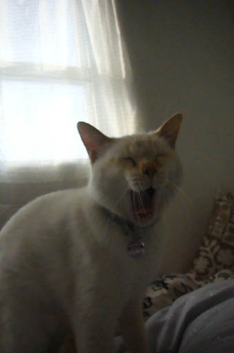 my therapist._c0153966_203525.jpg