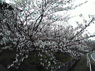 ３月３０日（火）　桜の名所_c0011169_033681.jpg