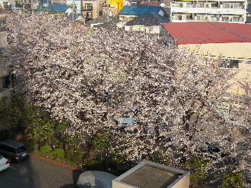 桜_e0033570_21501333.jpg