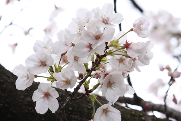 2010 さくら、サクラ、桜、SAKURA 　＝＝ @山崎川 ＝＝_f0173971_18411045.jpg