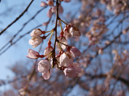 徳佐の枝垂れ桜、日帰リバスツアー_f0177175_6313622.jpg