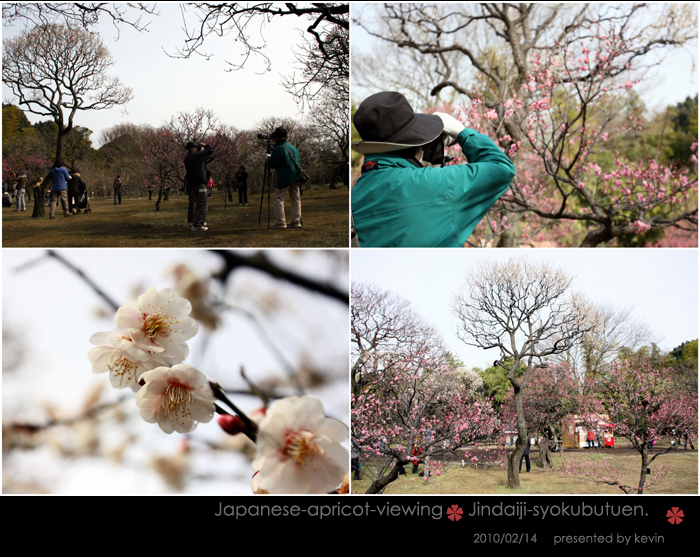 ★早春の神代寺植物園・・・梅林_c0159182_2134528.jpg