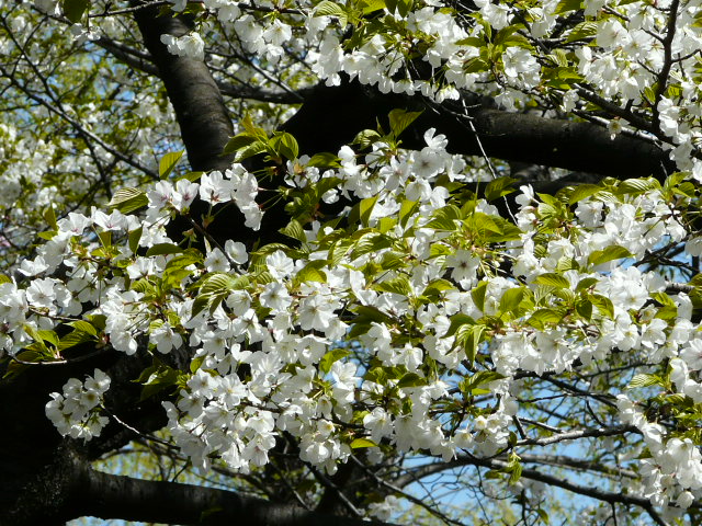 三つ池公園_e0145782_7254993.jpg