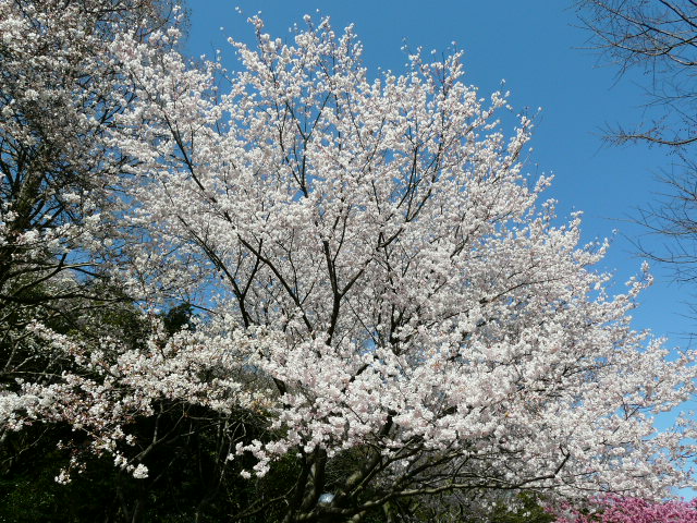 三つ池公園_e0145782_7264825.jpg