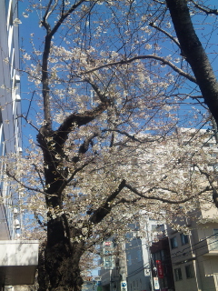 さくら~♪_b0117785_18565432.jpg