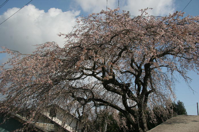 一心行のサクラ・桜～(^O^)／_b0171185_2023561.jpg