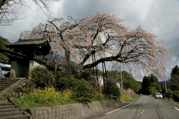 一心行のサクラ・桜～(^O^)／_b0171185_20272693.jpg