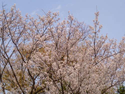 さくら夙川道~2♪_d0078486_3184686.jpg