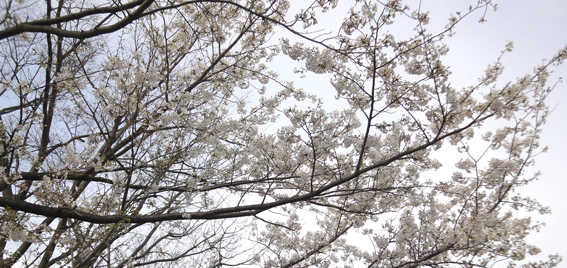 横浜市金沢区　桜_d0124587_15373141.jpg