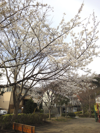 横浜市金沢区　桜_d0124587_15375981.jpg