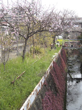 横浜市金沢区　桜_d0124587_15384245.jpg