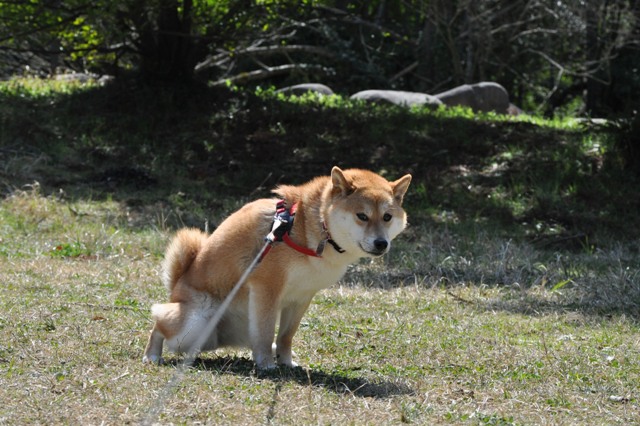 亀のようにゆったりと・・・_a0126590_21592261.jpg