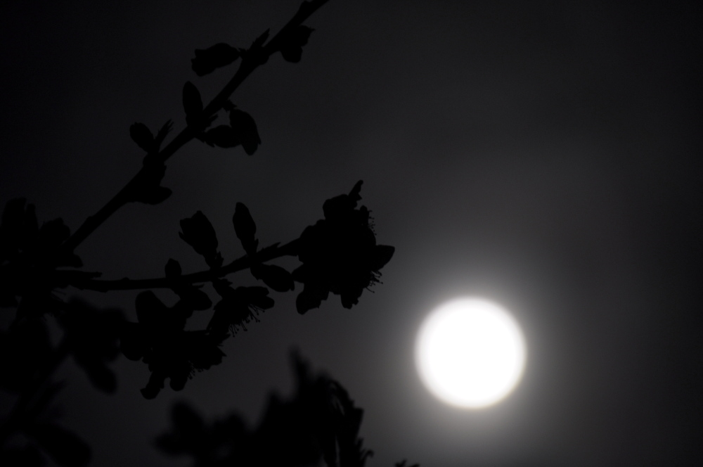 a0143491_5391986.jpg