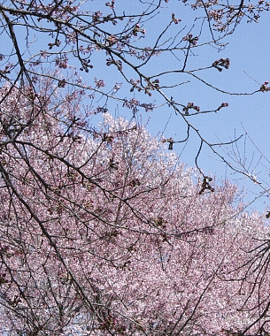 d0004393_1271158.jpg