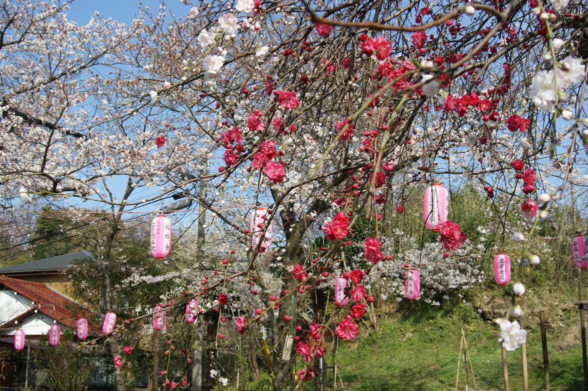 今年の桜（その１）_a0143298_1081212.jpg