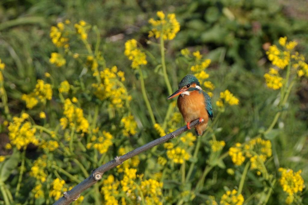 見納めの「菜の花カワセミ」／今年2回目のブルームーン_b0024798_5393159.jpg