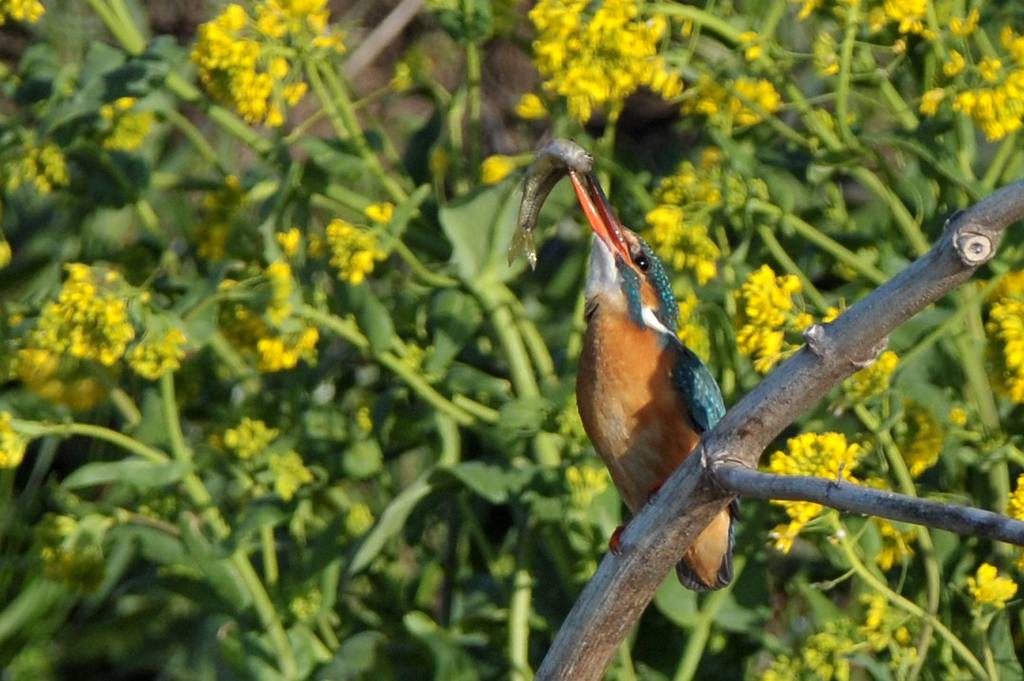 見納めの「菜の花カワセミ」／今年2回目のブルームーン_b0024798_5394239.jpg