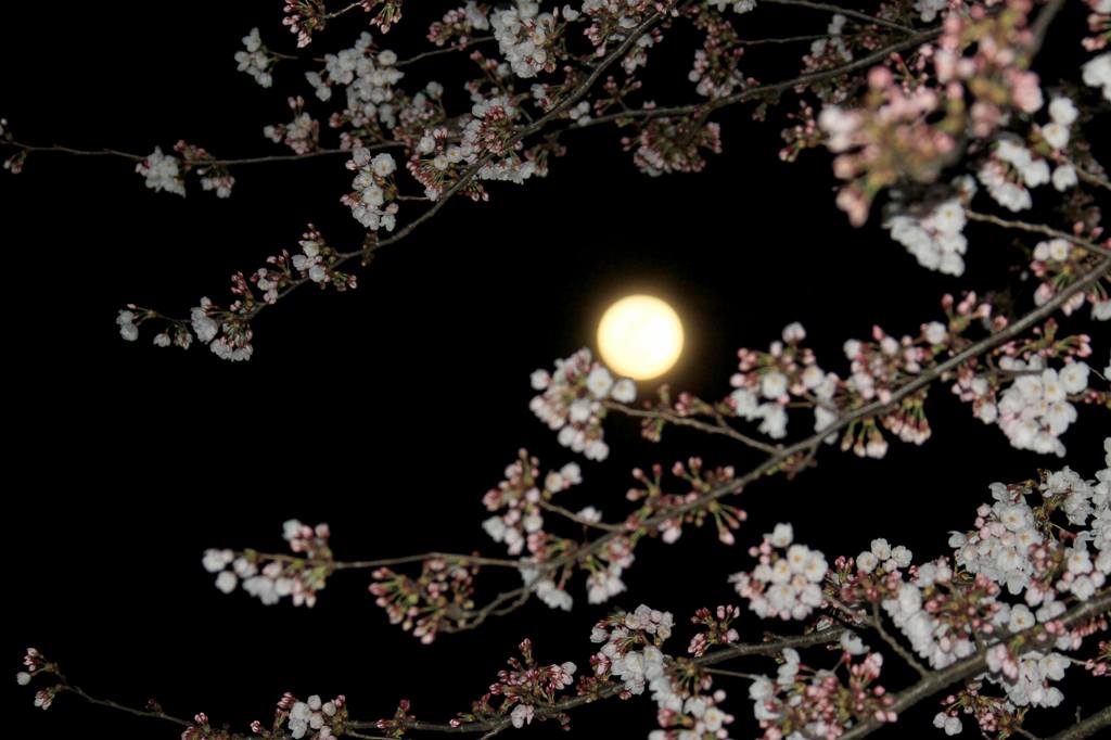 見納めの「菜の花カワセミ」／今年2回目のブルームーン_b0024798_548107.jpg