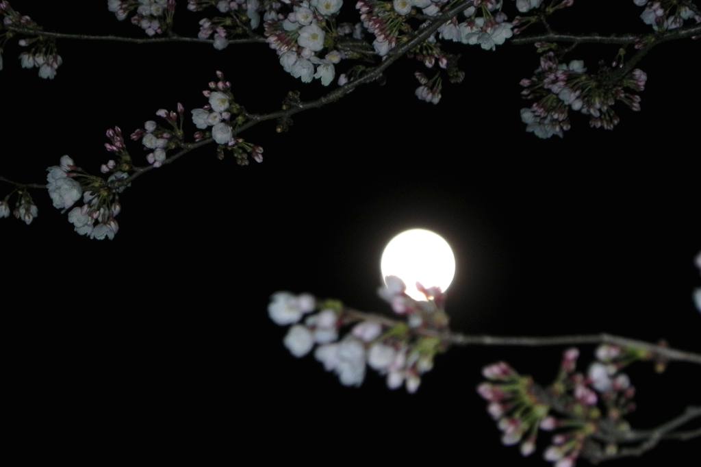 見納めの「菜の花カワセミ」／今年2回目のブルームーン_b0024798_5483186.jpg