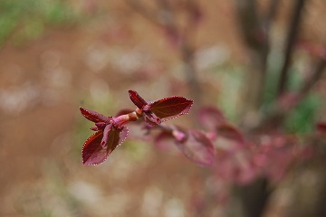 c0124100_23543016.jpg