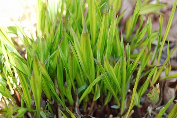 c0124100_2355321.jpg