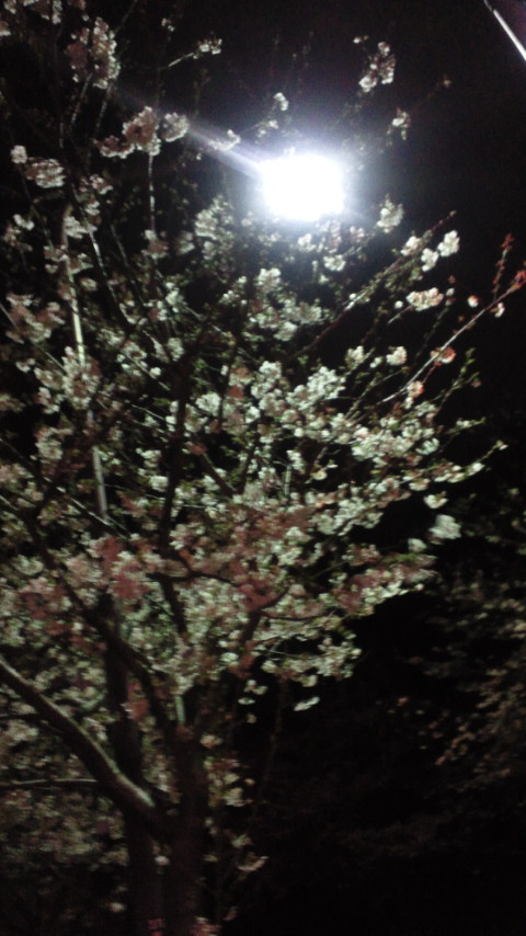 夜桜吉井編_d0092901_22263544.jpg