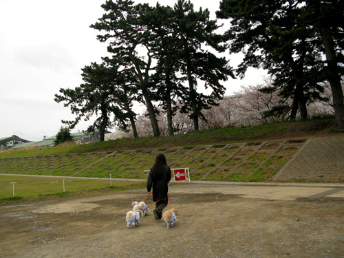 毎日がお花見ぉ散歩_c0011204_1835586.jpg