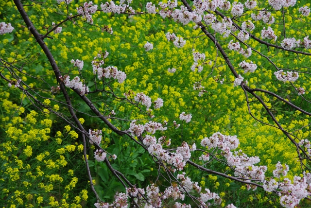 c0156908_003716.jpg