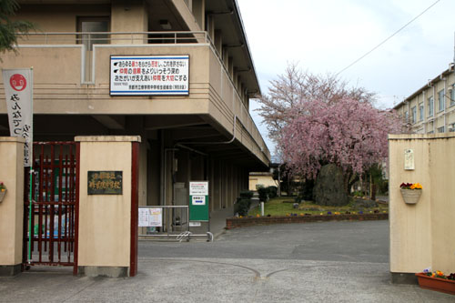 学校の桜_e0048413_2283925.jpg
