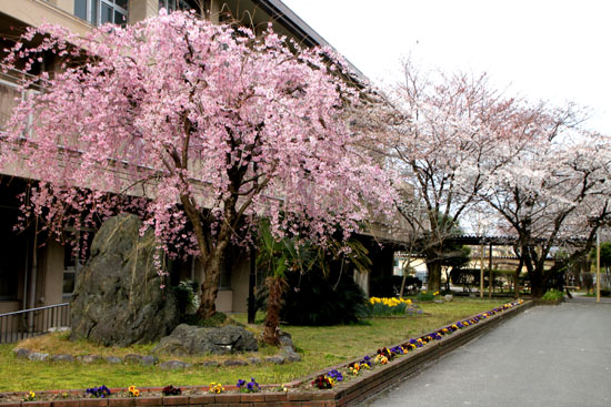 学校の桜_e0048413_228567.jpg