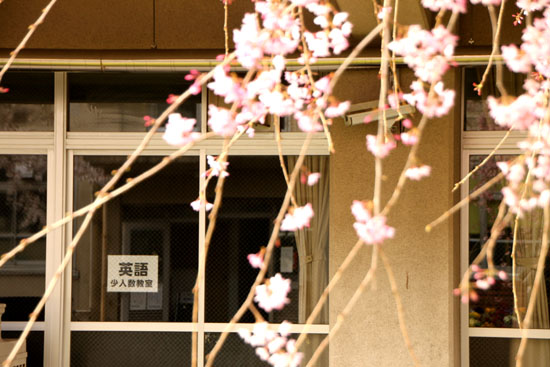 学校の桜_e0048413_2291084.jpg