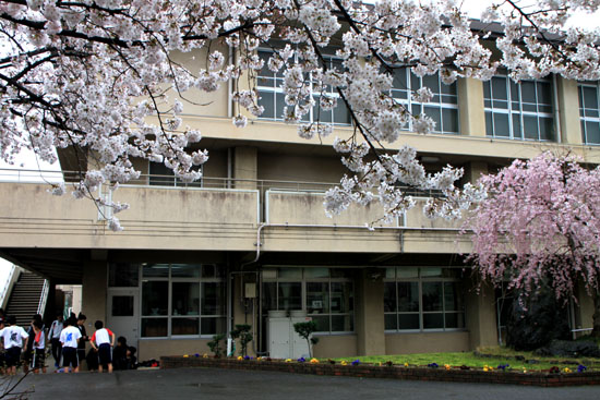 学校の桜_e0048413_2292976.jpg