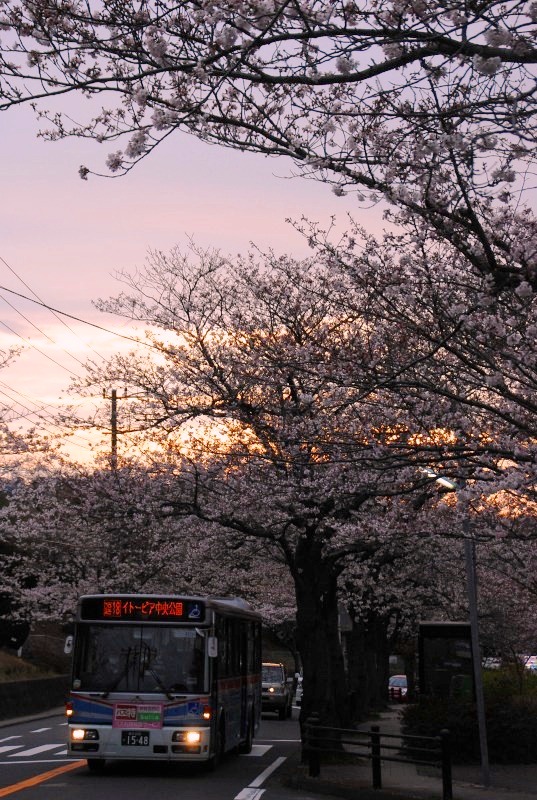 桜　イトーピア行きバス通り_d0065116_20424829.jpg