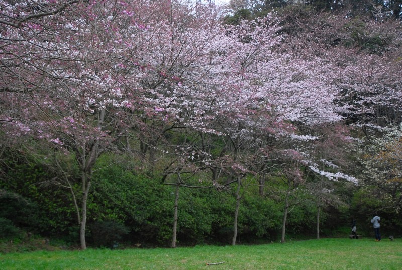 桜　イトーピア行きバス通り_d0065116_20431890.jpg