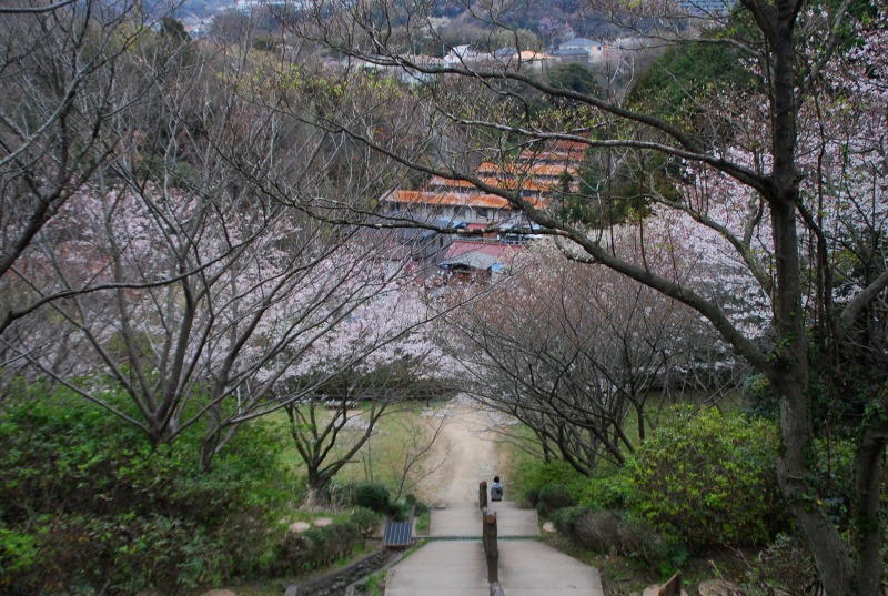 桜　イトーピア行きバス通り_d0065116_2043419.jpg