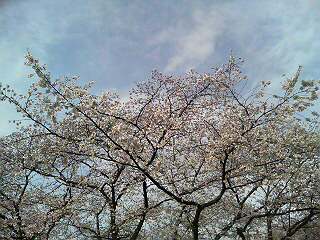 専修大学生田キャンパスの桜Ver.2010-004_f0160417_2273487.jpg