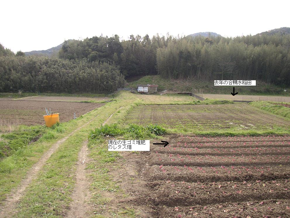 春一番！レタスの定植中！_f0224320_1359292.jpg